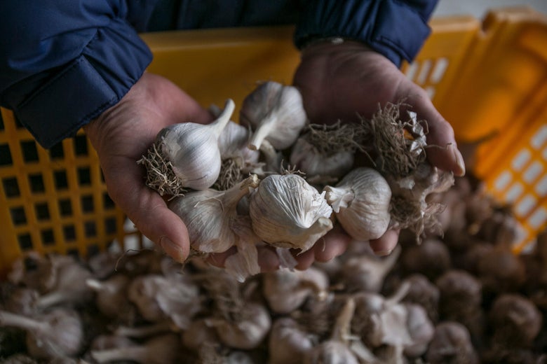 A farmer shows the 'Uiseong garlics' in the storage of his farm.